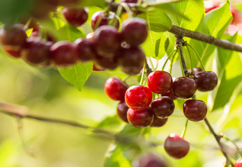 Cherries on a branch