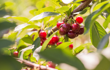 Cherries on a branch