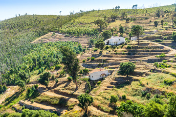 Beautiful terraced slopes in Monchique, Algarve, Portugal