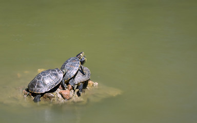 Tres tortugas encima de una piedra en un lago verde