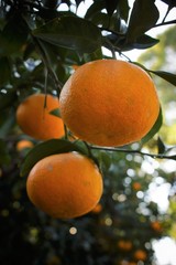 みかんの木