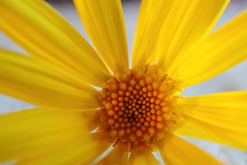 yellow flowers plant