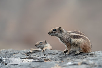 Obraz premium Barbary ground squirrel