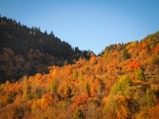 Fototapeta premium The mountain valley with trees and colored leaves in the autumn sunset