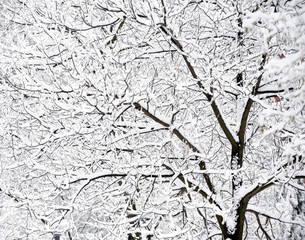 Tree branches covered withlot of snow on frosty winter day. Winter and nature concept.