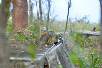 Varan, a lizard in the wild