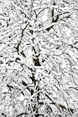 Tree branches covered withlot of snow on frosty winter day. Winter and nature concept.