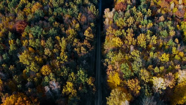 Aerial top down. Flying above a stunning colorful treetops with multi-colored leaves on autumn sunset. Beautiful autumn trees in yellow, orange and red forest on sunny day.