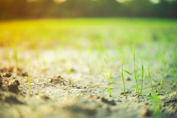 sapling rice field  5 days after insemination.