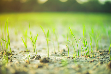 sapling rice field  5 days after insemination.