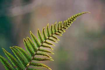 green fern plant leaves