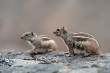 Fototapeta premium Barbary ground squirrel