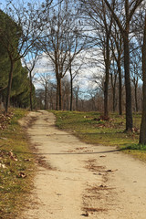 Obraz premium Dirt road in the forest