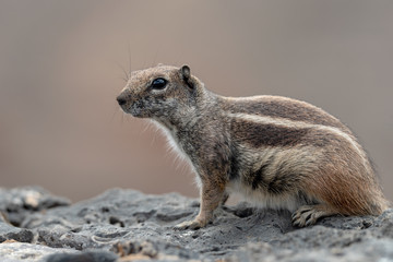 Barbary ground squirrel