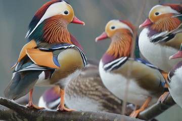 Mandarin ducks having a break on branches