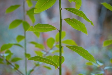 green tree leaves
