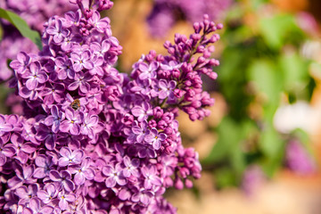Obraz premium Lilac branch purple;A few purple lilac branch at spring day
