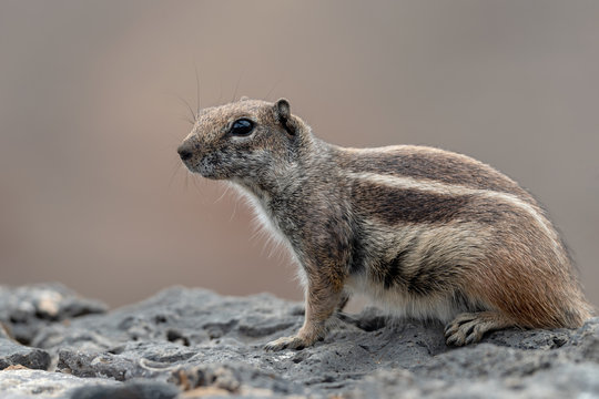 Barbary Ground Squirrel