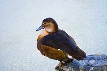 goose duck in the water