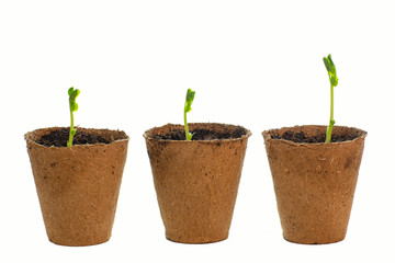 Planting, gardening. Green pea sprout.Springtime.seeds, sprouts, seedlings.Nature