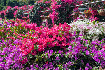 Obraz premium Flowers in Asia, Beautiful bushes with bright pink, red and white flowers