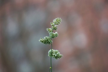 green plant in the garden