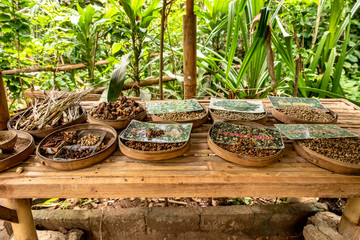 Different coffee beans on a table on a coffee plantation in Bali
