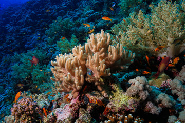 Naklejka na ściany i meble Finger Leather Corals at the Red Sea, Egypt