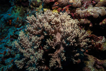Naklejka na ściany i meble Finger Leather Corals at the Red Sea, Egypt