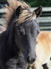 Foal Headshot