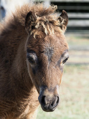 Fototapeta premium Cute Foal