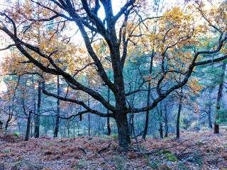 Robles en otoño en el Valle de Iruelas. Sierra de Gredos. Avila. España. Europa.