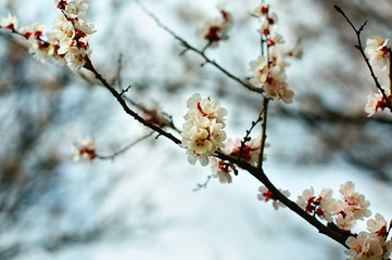 flowering tree branch apricot 