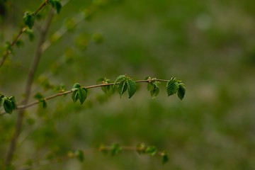 shrub leaves open in spring
