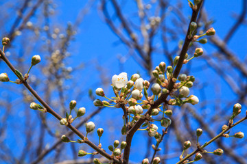 Spring, white flowers on a cherry branch, against a blue sky background...