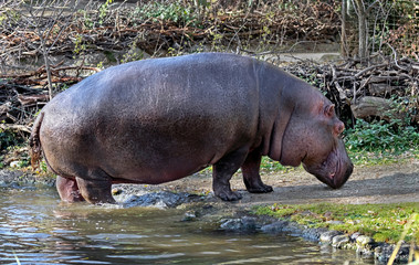 Hippopotamus stepping out of the water. Latin name - Hippopotamus amphibius