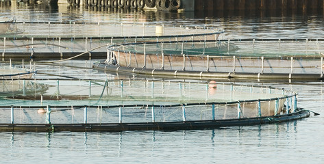 Farm Salmon Fishing With Cage System In Norway