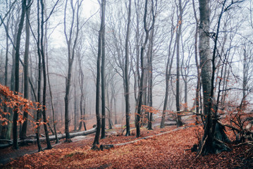 Ausflug nach Sassnitz auf der Insel R&uuml;gen - Nationalpark Jasmund