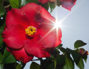 Camellia Flower with Sunbeam.