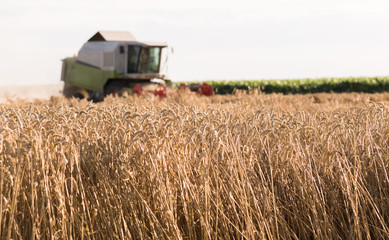 Harvesting of wheat field with combine