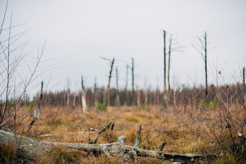 Obraz premium Kieshofer Moor bei Greifswald