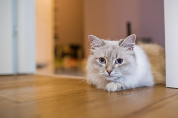 cute home cat