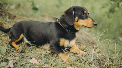 Portrait of dachshund sitting on the grass. Happy dog with open mounth and tongue.