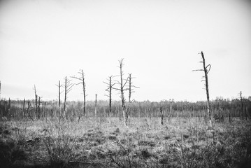Kieshofer Moor bei Greifswald