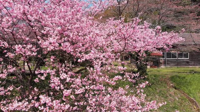 ドローン空撮 廃校と桜 横移動