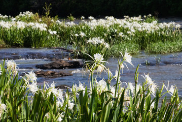 Endangered Shoals Spider Lily Flowers in Harris County Georgia
