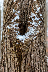 Fototapeta premium White Bearded Knot Hole
