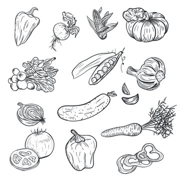 Hand drawing vegetables in doodle style isolated on white background. Doodle drawing vegetable. Ripe autumn crop and farming harvest. Tomato, pepper, garlic, carrot, pumpkin and other.