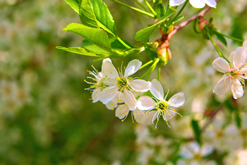 Flowering branches of cherry.
