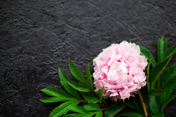 Pink floral / assorted pink flower border on black background